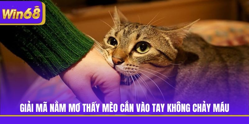 Giải mã nằm mơ thấy mèo cắn vào tay không chảy máu