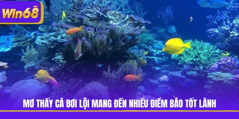 Mơ thấy cá bơi lội mang đến nhiều điềm báo tốt lành