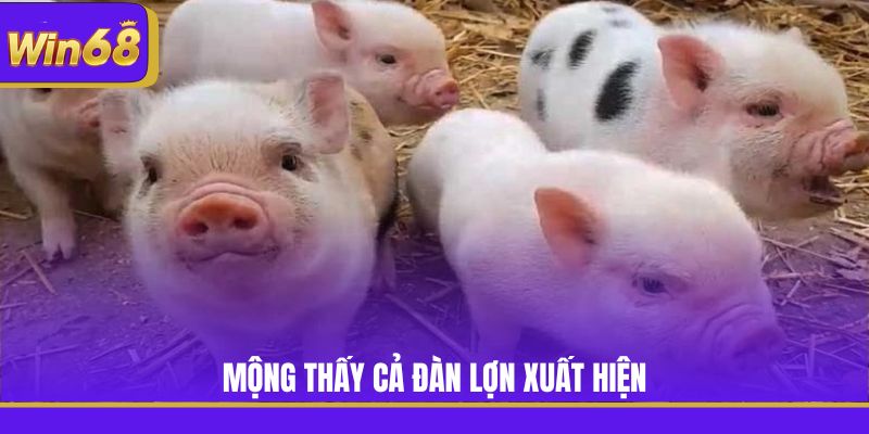 Mộng thấy cả đàn lợn xuất hiện