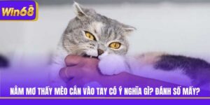 Nằm Mơ Thấy Mèo Cắn Vào Tay Có Ý Nghĩa Gì? Đánh Số Mấy?