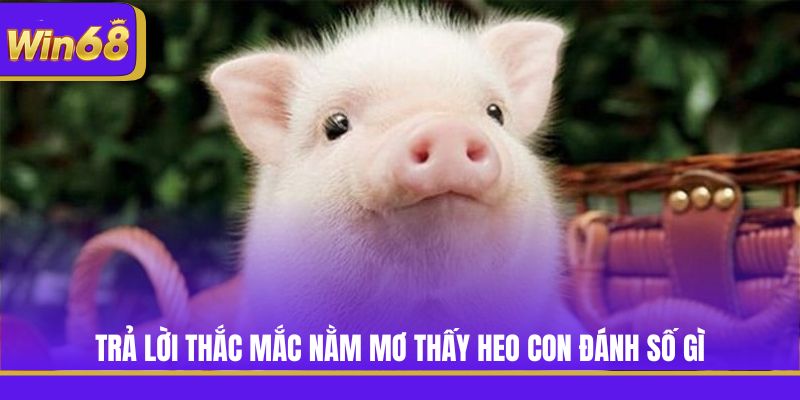 Trả lời thắc mắc nằm mơ thấy heo con đánh số gì